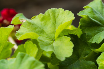 Close up Macro shot of a leaf of a red bush with flower in direct sunlight