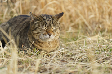 猫