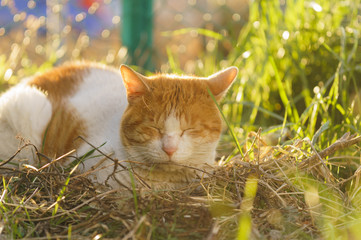 猫