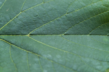 Close up Macro shot of a leaf tree in the middle of a drop of water that glistens in the sun.