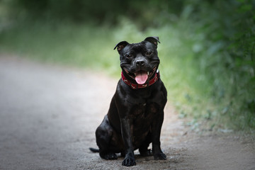 English staffordshire bullterrier dog sitting on the path in the park in summer