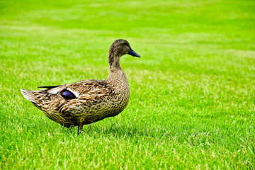 Duck on the grass