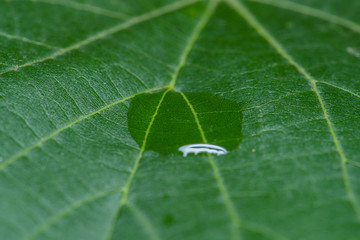 Close up Macro shot of a leaf tree in the middle of a drop of water that glistens in the sun.