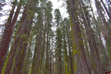 Yosemite National Park