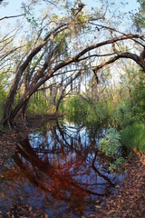 Small pond near the trailhead of the Coastal Prairie Trail in Everglades National Park, Florida.
