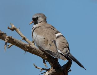 One namaqua dove sitting on a twig and isolated against a clear blue sky