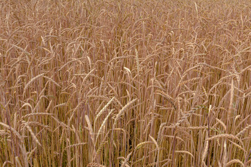 Dinkel feld als Struktur udn Hintergrund