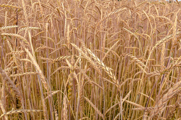 Dinkel feld als Struktur udn Hintergrund