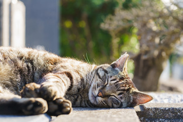 猫