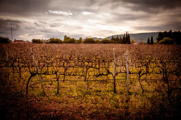 VIÑEDO MALLORCA