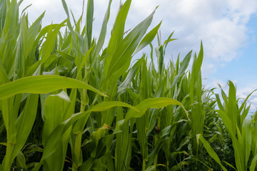 Fototapeta premium Maisfeld in Blüte mit Wolken