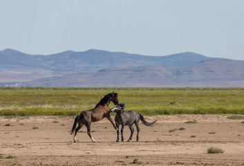 Wild Horse Stallions Fighting in the Desert