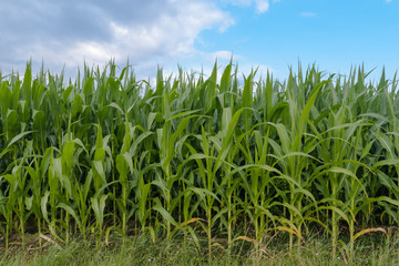 Maisfeld in Blüte vor blauen Himmel mit Wolken