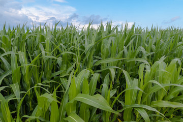 Obraz premium Maisfeld in Blüte vor blauen Himmel mit Wolken