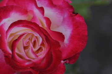 Red rose closeup