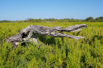 A weathered snag reminiscent of alligator jaws in the saltwort fields of the Coastal Paririe in Everglades National Park, Florida.