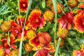 Indian blanket native to northern Mexico, daisy like flowers with bright red and yellow colors in a summer meadow
