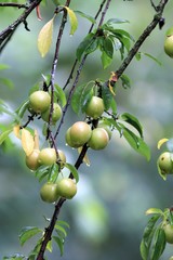 Ripening plum fruit in the rain in the garden