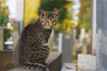 猫
