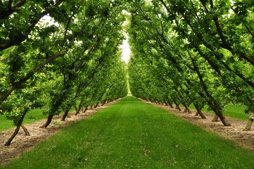 Fototapeta premium path in the orchard