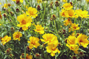 Bright yellow daisy wildflowers in a summer meadow