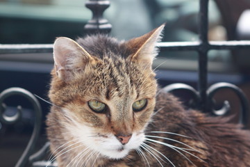 Fototapeta premium minou