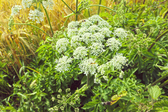 White cluster of white wild angelica flowers in a summer meadow, soft focus