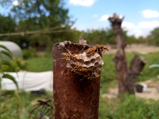 Wasp species polished on nest. Wasp nest
