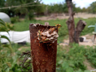 Wasp species polished on nest. Wasp nest