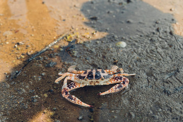 Tiger Crab walking over low tide in mangrove forest with human shadow at Toong Pronge Bay in Chon Buri, Sattahip District, Thailand.