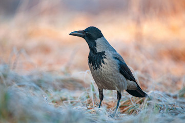 Hooded crow (Corvus cornix) , standing in a field