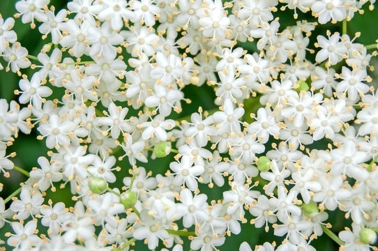 White blossom of elderflower (Sambucus nigra) shrub