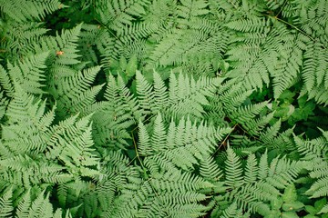Large green bush fern in the forest. Background from the leaves of plants