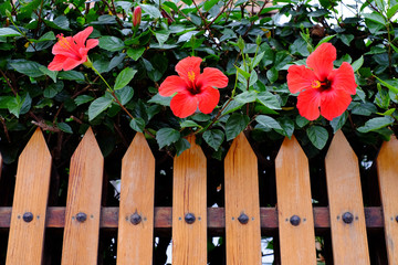 Fresh vivid saturated red flowers behind a wooden fence, low angle view, space for text below.
