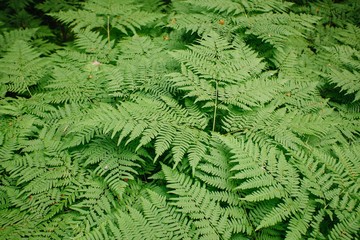 Large green bush fern in the forest. Background from the leaves of plants