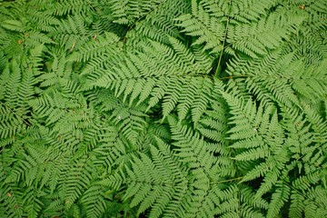 Large green bush fern in the forest. Background from the leaves of plants