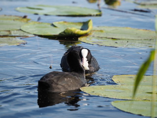 Two Eurasian coots (Fulica atra), also known as the common coot
