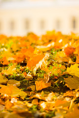 Yellow leaves on the ground. Autumn pattern with fallen leaves. Golden leaves in autumn park. Autumn loneliness. Blurred background