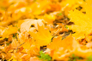 Yellow leaves on the ground. Autumn pattern with fallen leaves. Golden leaves in autumn park. Autumn loneliness. Blurred background