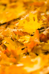 Yellow leaves on the ground. Autumn pattern with fallen leaves. Golden leaves in autumn park. Autumn loneliness. Blurred background