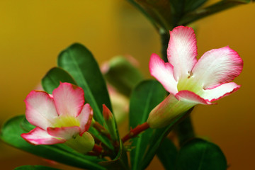 pink flower in garden