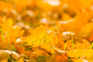 Yellow leaves on the ground. Autumn pattern with fallen leaves. Golden leaves in autumn park. Autumn loneliness. Blurred background