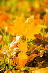 Yellow leaves on the ground. Autumn pattern with fallen leaves. Golden leaves in autumn park. Autumn loneliness. Blurred background