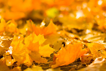 Yellow leaves on the ground. Autumn pattern with fallen leaves. Golden leaves in autumn park. Autumn loneliness. Blurred background