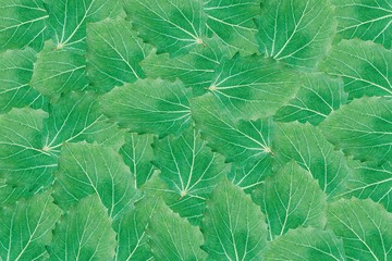 Background of green leaves of birch laid out on the surface