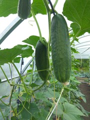 Fresh cucumbers grow on a branch in a greenhouse