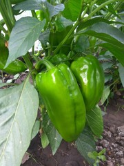 Large green peppers grow on a Bush in the garden