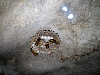 Wasp species polished on nest. Wasp nest