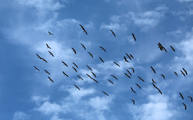 Vogelschwarm Ibisse in Australien