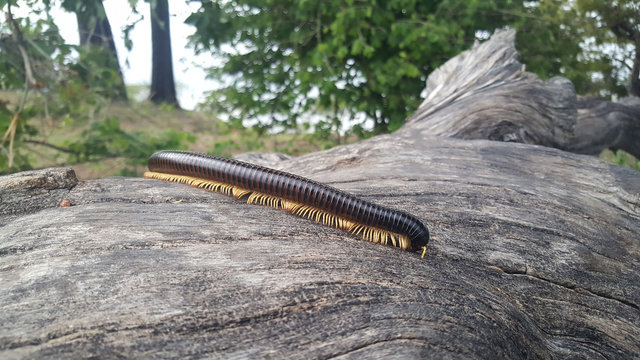 Giant African millipede